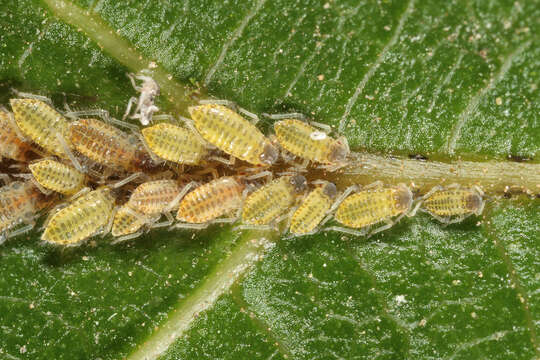 Image of Aphid