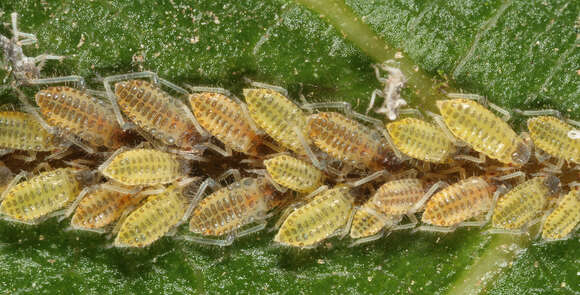 Image of Aphid