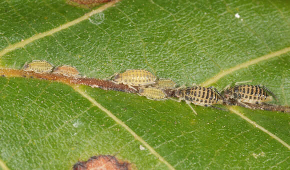 Image of Aphid