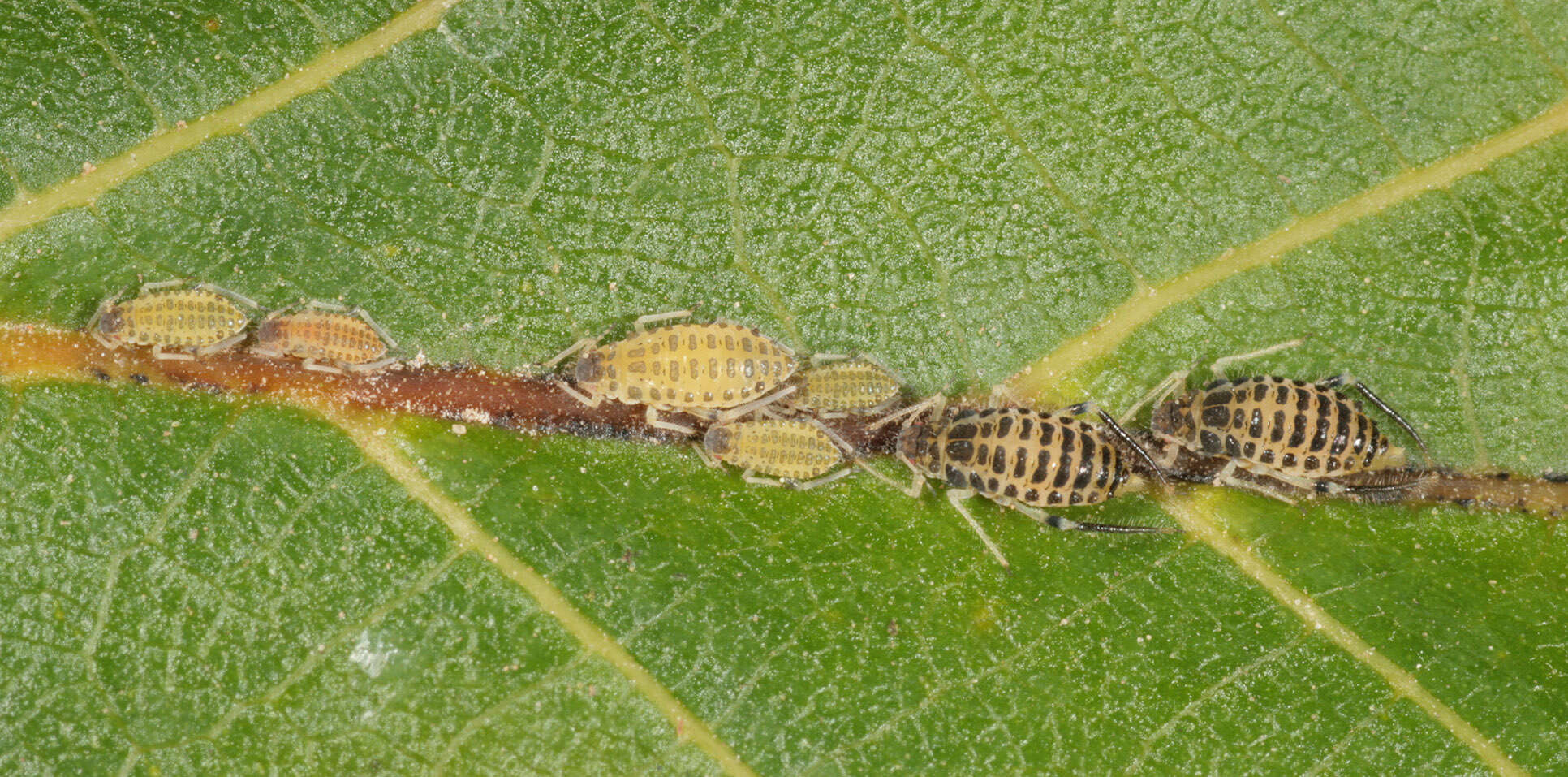 Image of Aphid