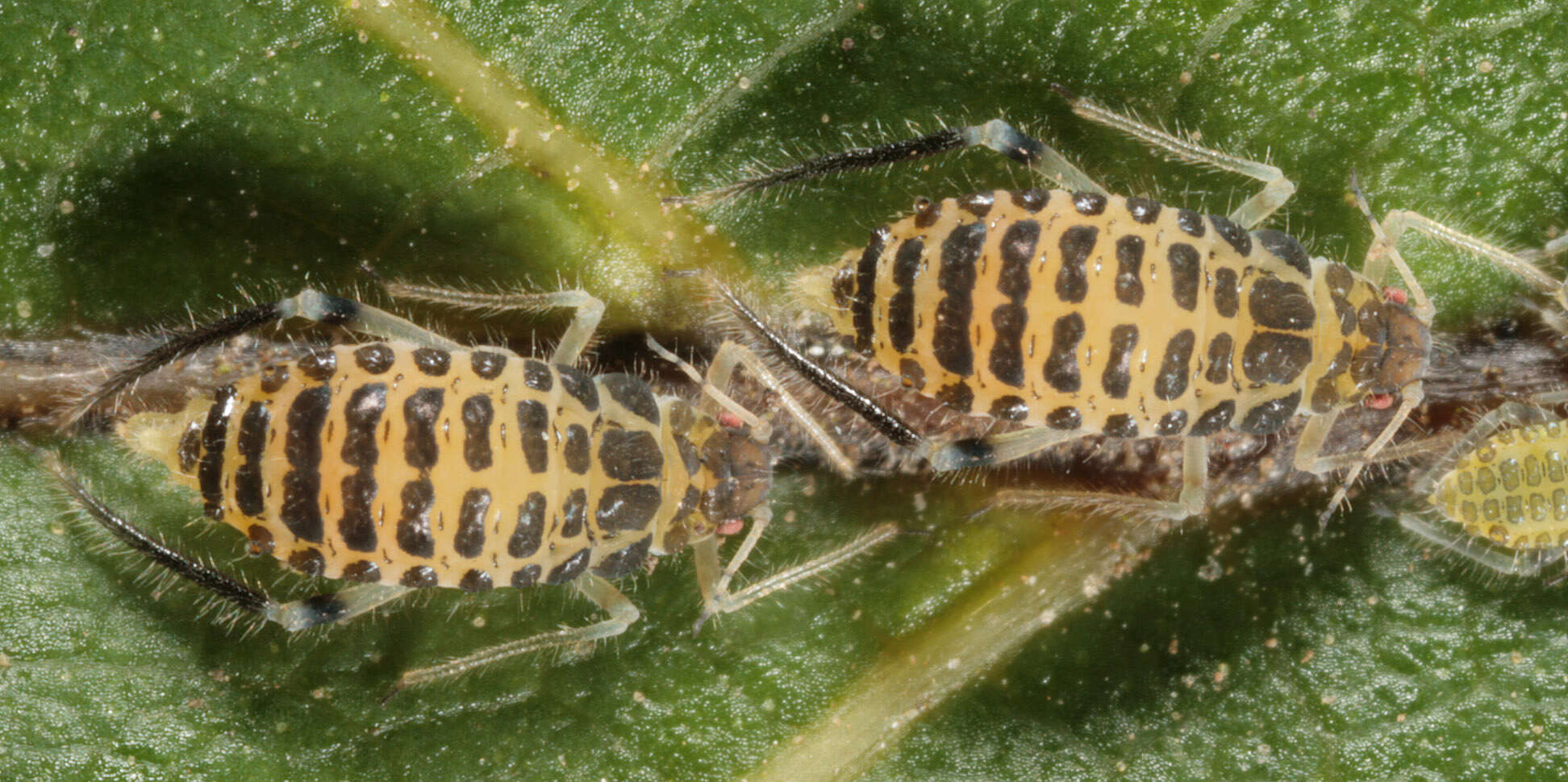 Image of Aphid