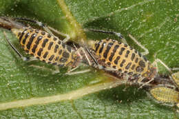 Image of Aphid