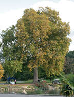 Sivun <i>Platanus</i> occidentalis × Platanus <i>orientalis</i> kuva