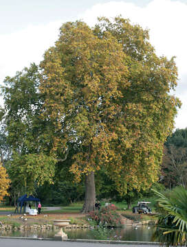 Image of <i>Platanus</i> occidentalis × Platanus <i>orientalis</i>