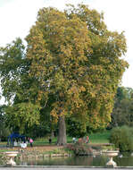 Image of <i>Platanus</i> occidentalis × Platanus <i>orientalis</i>