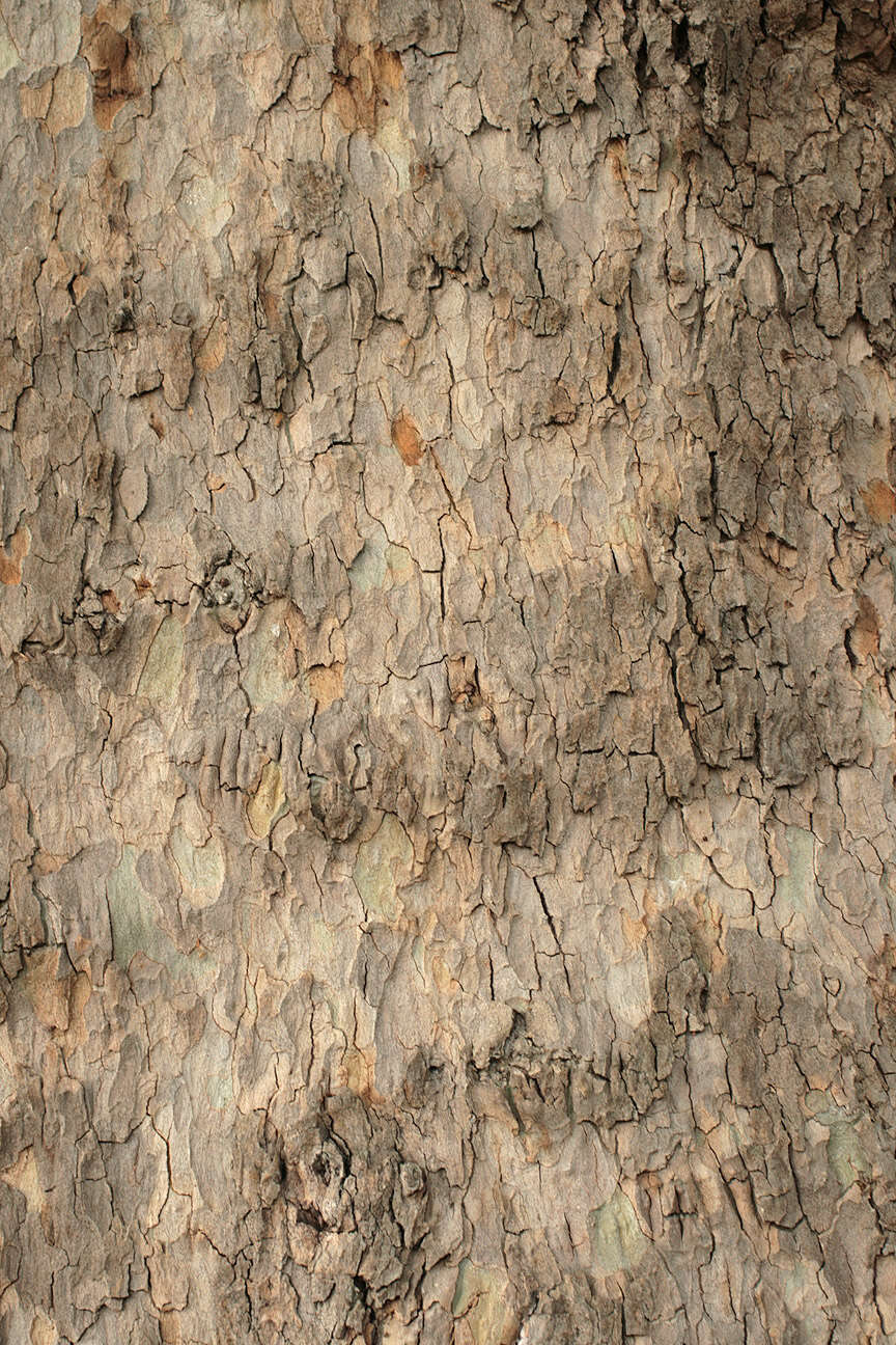 Image of <i>Platanus</i> occidentalis × Platanus <i>orientalis</i>