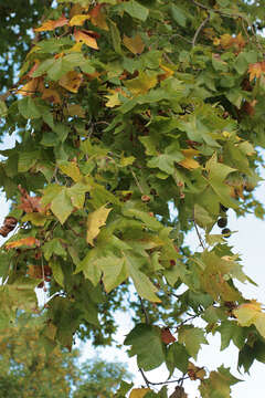 Sivun <i>Platanus</i> occidentalis × Platanus <i>orientalis</i> kuva