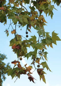 Image of <i>Platanus</i> occidentalis × Platanus <i>orientalis</i>