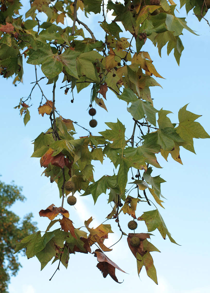 <i>Platanus</i> occidentalis × Platanus <i>orientalis</i> resmi