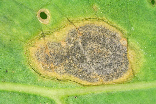 Image of Cercospora armoraciae Sacc. 1876