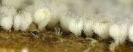 Image of Fungi
