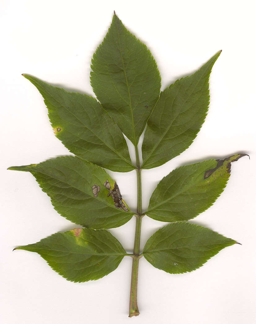 Image of Pseudocercospora depazeoides (Desm.) U. Braun & Crous 2015