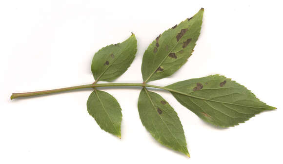Image of Pseudocercospora depazeoides (Desm.) U. Braun & Crous 2015
