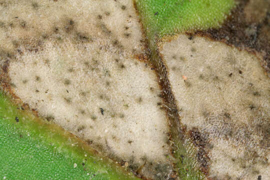 Image of Pseudocercospora depazeoides (Desm.) U. Braun & Crous 2015