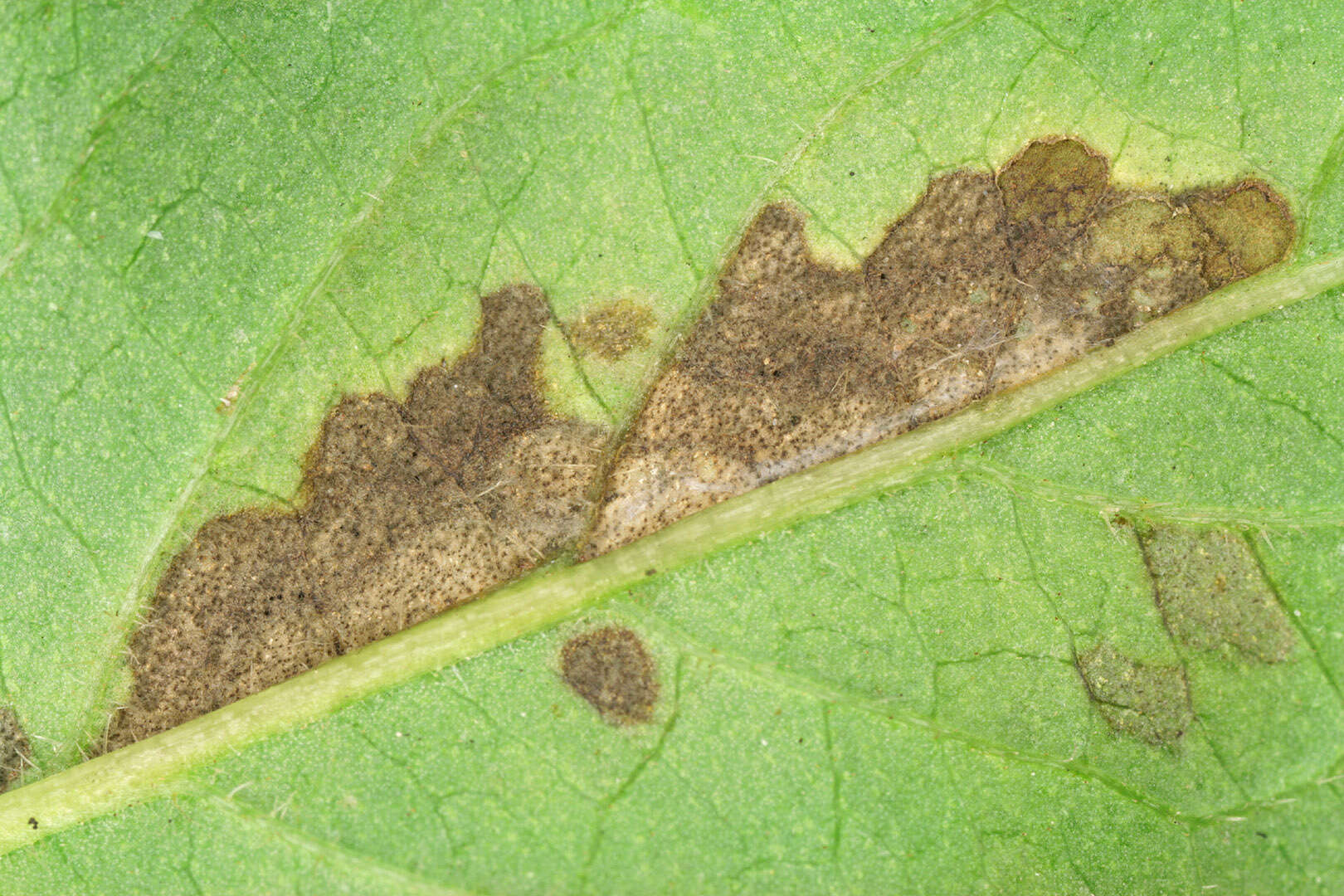 Image of Pseudocercospora depazeoides (Desm.) U. Braun & Crous 2015