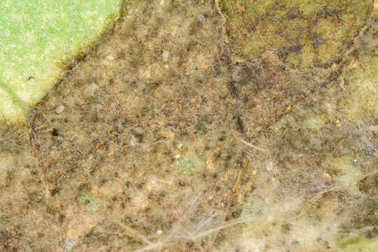 Image of Pseudocercospora depazeoides (Desm.) U. Braun & Crous 2015
