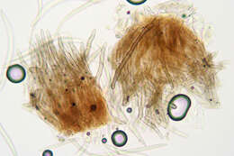 Image of Pseudocercospora depazeoides (Desm.) U. Braun & Crous 2015