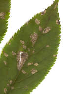 Image of Pseudocercospora depazeoides (Desm.) U. Braun & Crous 2015