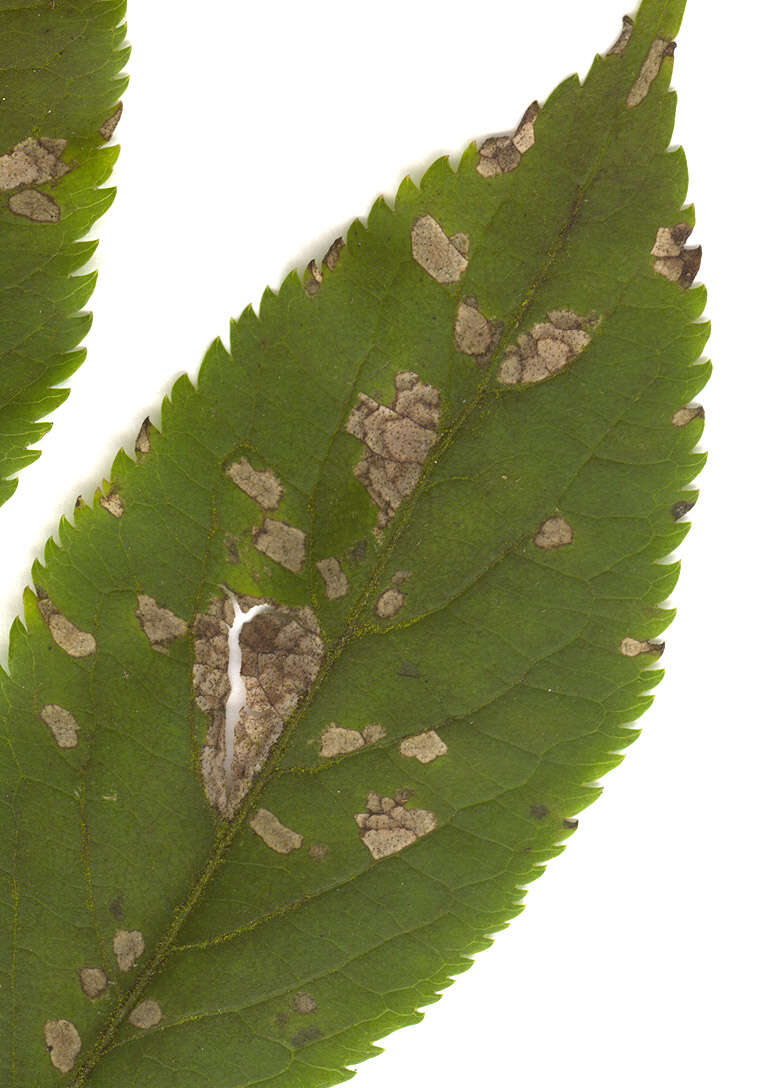 Image of Pseudocercospora depazeoides (Desm.) U. Braun & Crous 2015