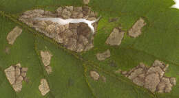 Image of Pseudocercospora depazeoides (Desm.) U. Braun & Crous 2015