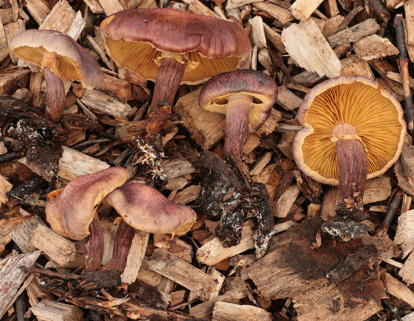 Image of Gymnopilus dilepis (Berk. & Broome) Singer 1951