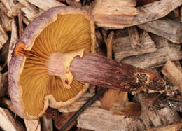 Image of Gymnopilus dilepis (Berk. & Broome) Singer 1951