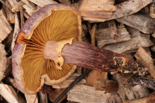 Image of Gymnopilus dilepis (Berk. & Broome) Singer 1951