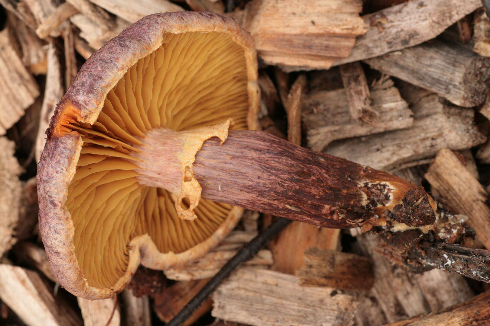 Image of Gymnopilus dilepis (Berk. & Broome) Singer 1951