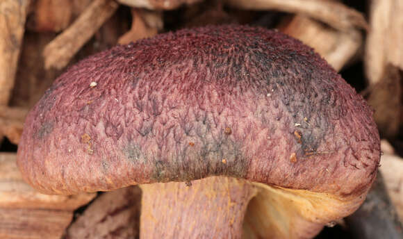 Image of Gymnopilus dilepis (Berk. & Broome) Singer 1951