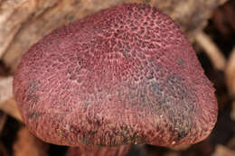 Image of Gymnopilus dilepis (Berk. & Broome) Singer 1951