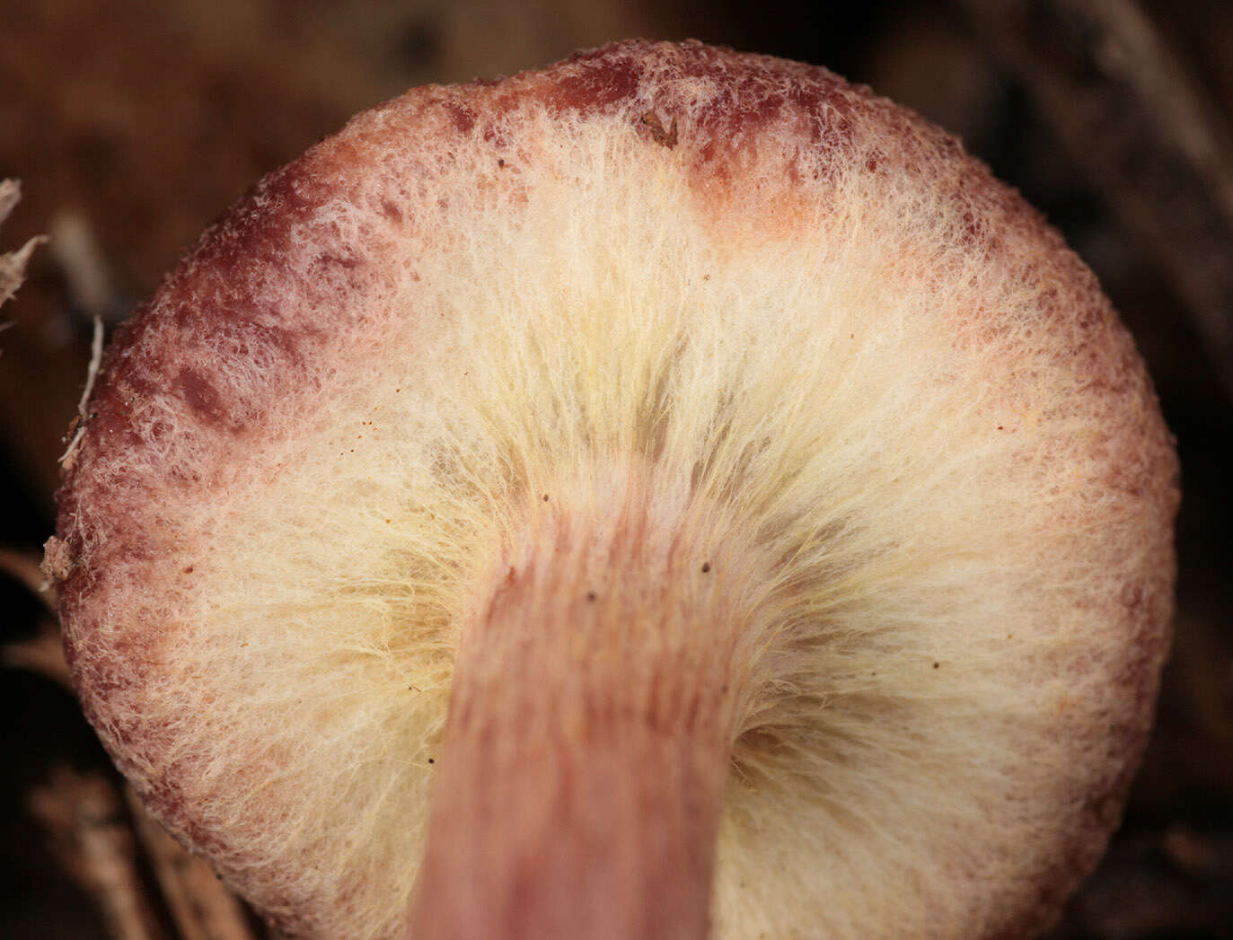 Image of Gymnopilus dilepis (Berk. & Broome) Singer 1951