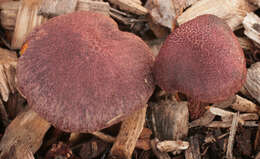 Image of Gymnopilus dilepis (Berk. & Broome) Singer 1951