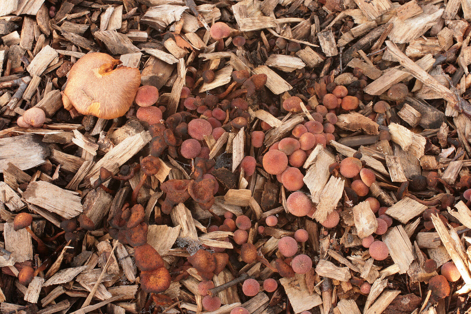 Image of Gymnopilus dilepis (Berk. & Broome) Singer 1951