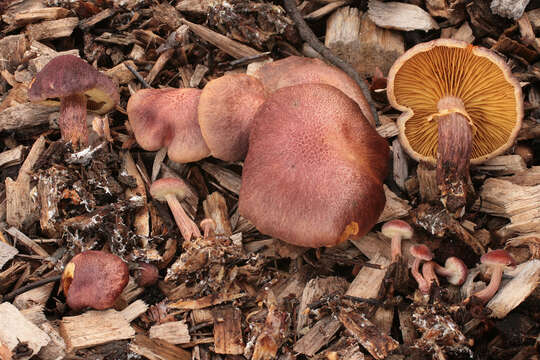 Image of Gymnopilus dilepis (Berk. & Broome) Singer 1951