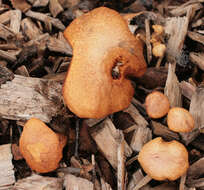 Image of Gymnopilus dilepis (Berk. & Broome) Singer 1951