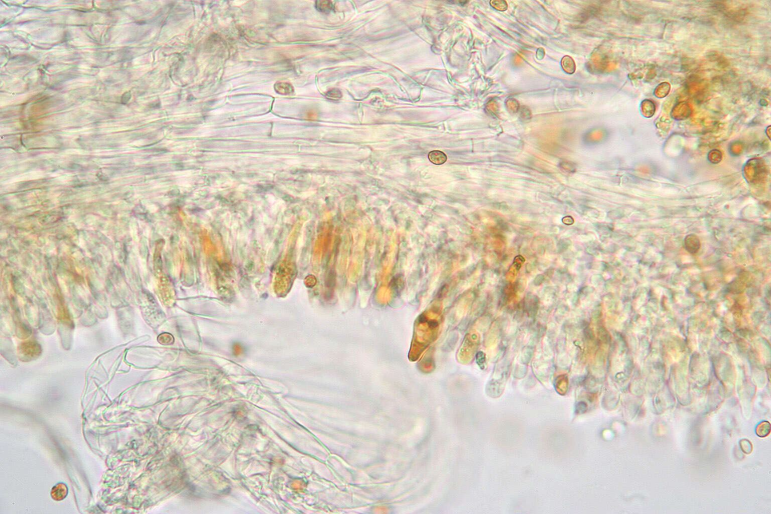 Image of Gymnopilus dilepis (Berk. & Broome) Singer 1951