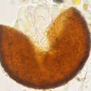 Image of Golovinomyces artemisiae