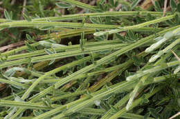 Image of Cytisus scoparius subsp. maritimus (Rouy) Heywood