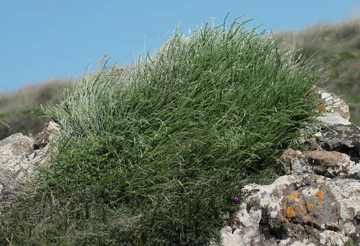 Plancia ëd Cytisus scoparius subsp. maritimus (Rouy) Heywood