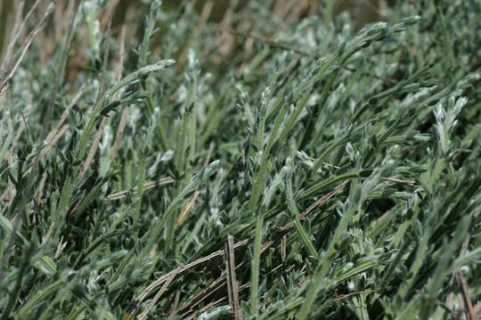 Image of Cytisus scoparius subsp. maritimus (Rouy) Heywood