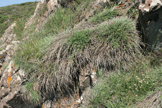 Image of Cytisus scoparius subsp. maritimus (Rouy) Heywood