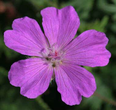 Image of bloody geranium