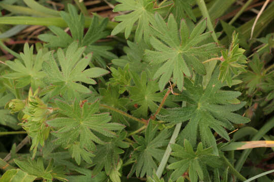 Image of bloody geranium