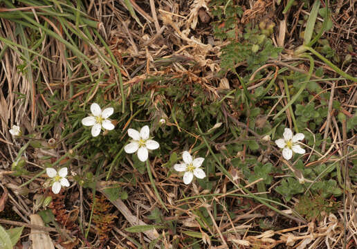 Image of Sabulina verna subsp. verna