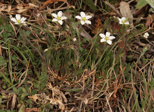 Image of Sabulina verna subsp. verna