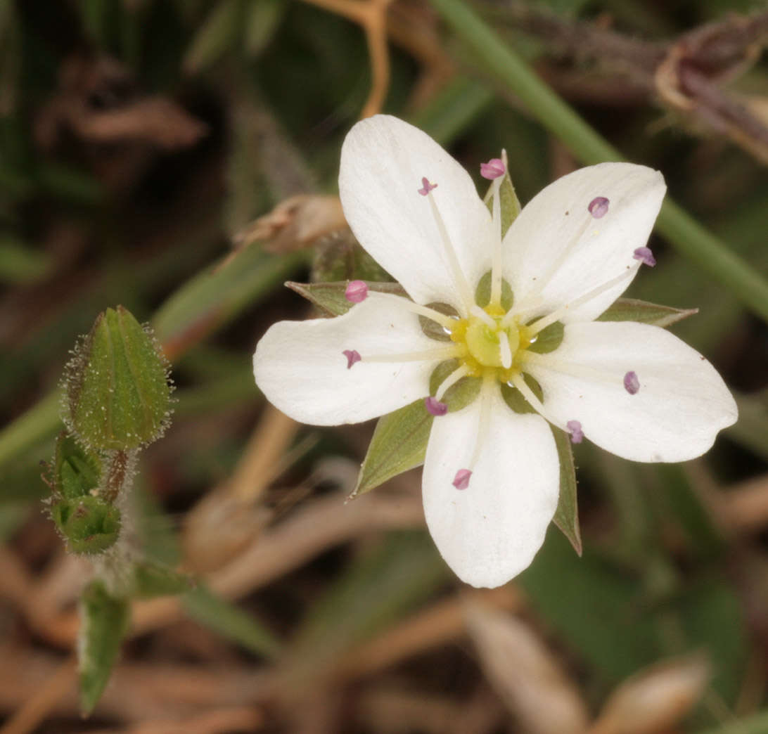 Image of Sabulina verna subsp. verna