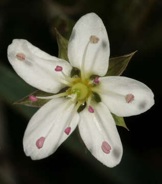 Image of Sabulina verna subsp. verna