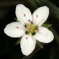 Image of Sabulina verna subsp. verna