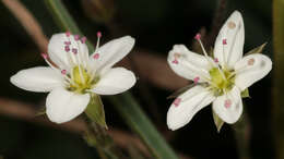 Image of Sabulina verna subsp. verna