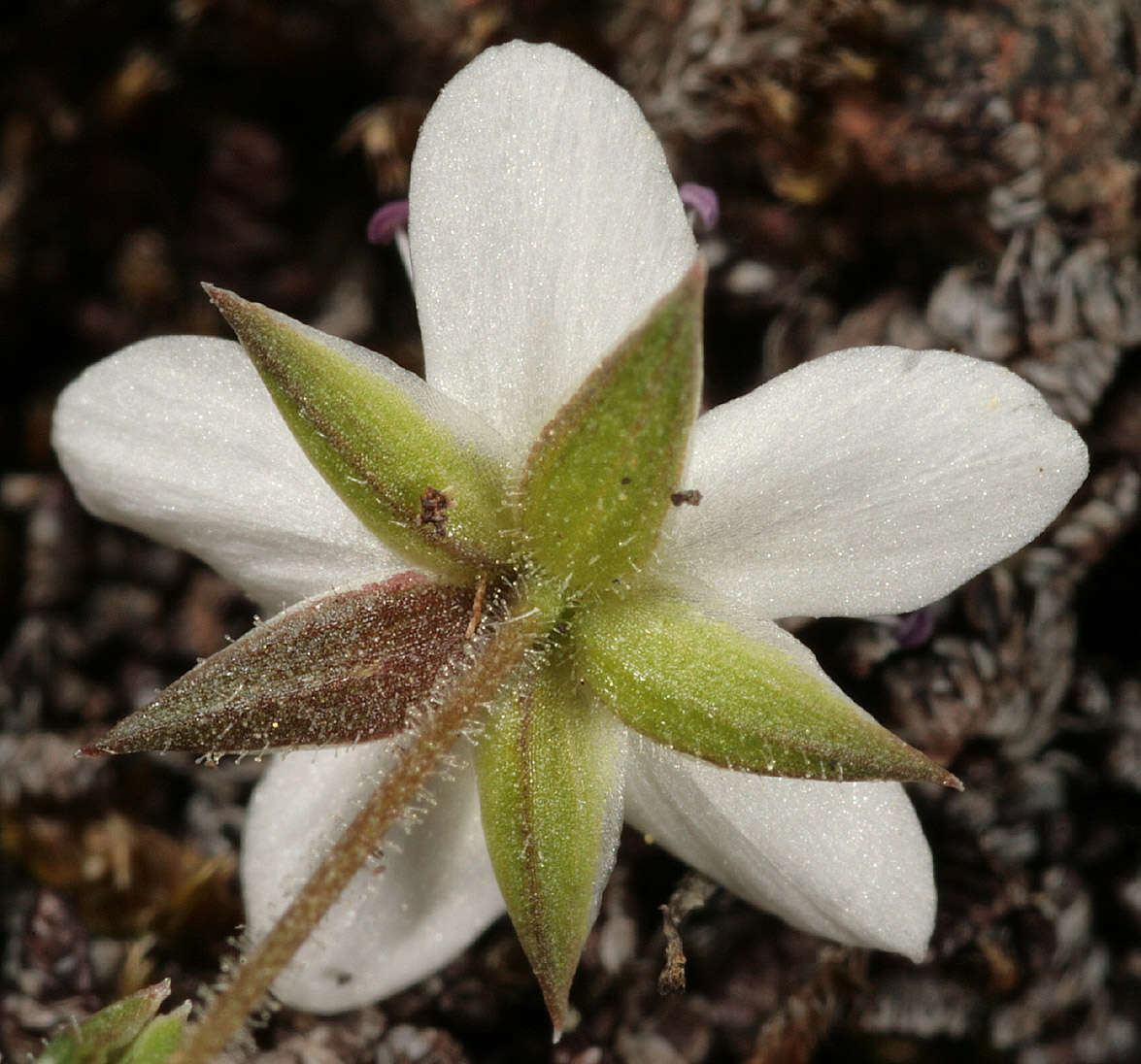 Image of Sabulina verna subsp. verna